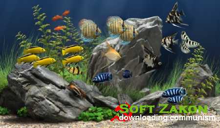 Dream Aquarium Screensaver 1.24 (21 Aquariums + Portable)