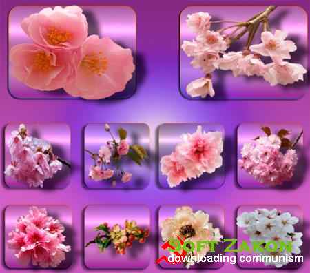 Прозрачные картинки для фотошопа - Цветы в саду